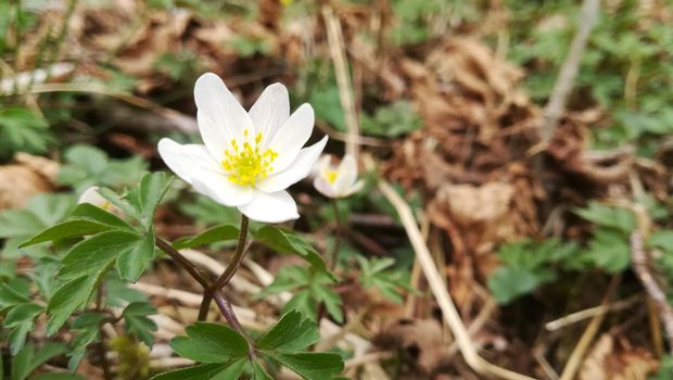 Beautiul daisy in the Norwegian woods