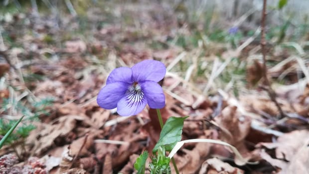 Marsh blue violet in Hardanger, Norway