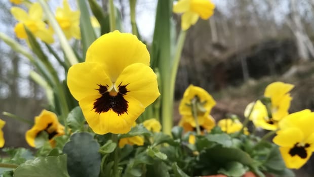 Pansy in garden in Hardanger, Norway