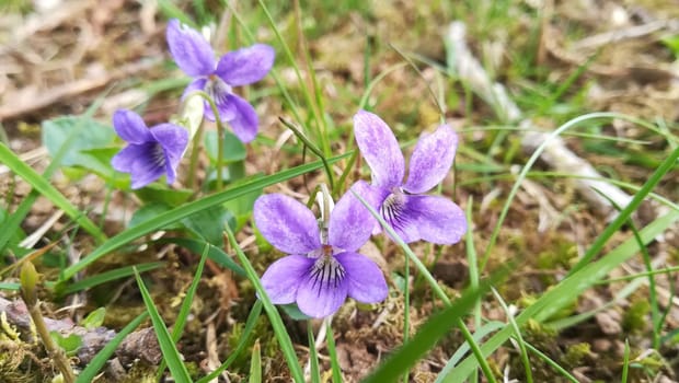 Marsh blue violet in Hardanger, Norway