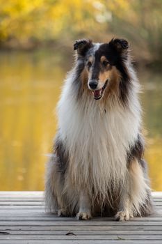 A beautiful collie with long hair out in nature