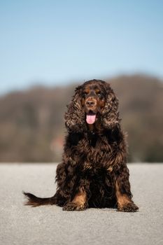 A sweet little brown Cocker Spaniel outside