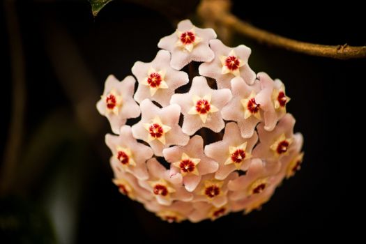 Macro Image of the flower of the Hoya Waxplant