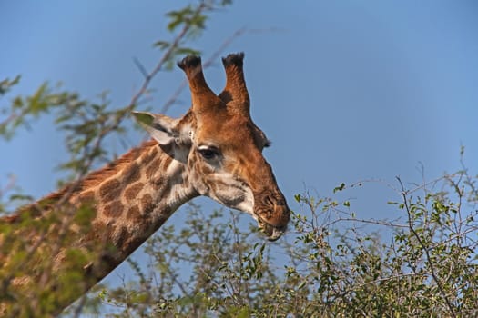 A giraffe (Giraffa Cameliopardis) photographed while feeding in Kruger National Park, South Africa
