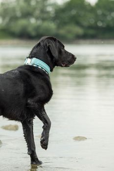 A black labrador outside by the water