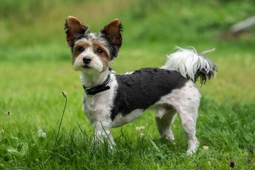 A little terrier with short hair out in the meadow