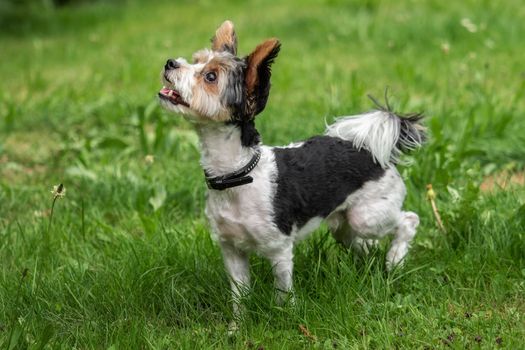 A little terrier with short hair out in the meadow