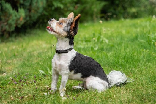 A little terrier with short hair out in the meadow