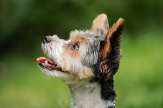 A little terrier with short hair out in the meadow