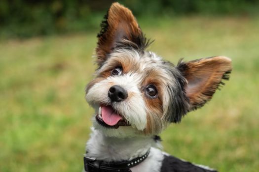 A little terrier with short hair out in the meadow