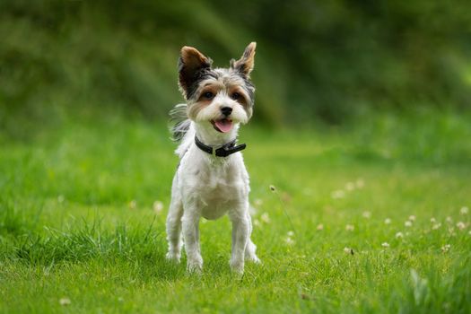 A little terrier with short hair out in the meadow