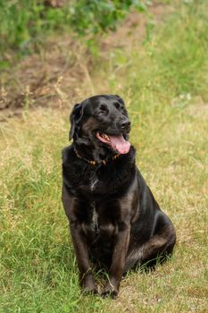 A black Labrador retriever out in the meadow