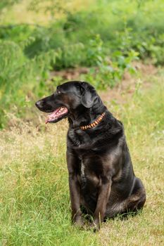 A black Labrador retriever out in the meadow