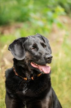 A black Labrador retriever out in the meadow