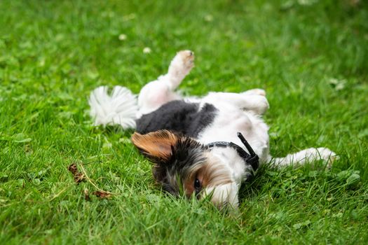 A little terrier with short hair out in the meadow