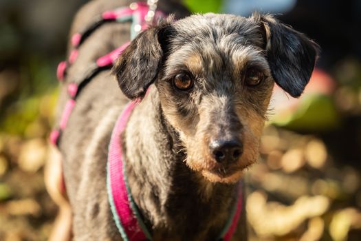 A little terrier mixed breed with short hair