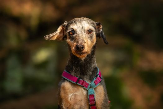 A little terrier mixed breed with short hair