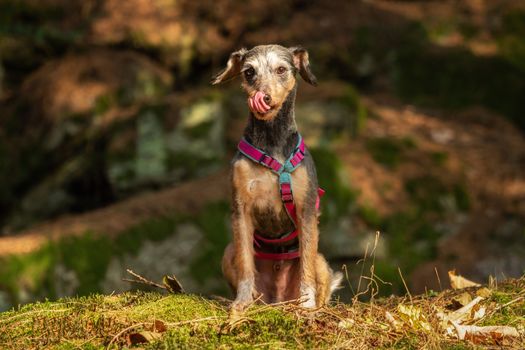 A little terrier mixed breed with short hair