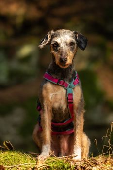 A little terrier mixed breed with short hair