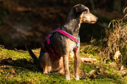 A little terrier mixed breed with short hair