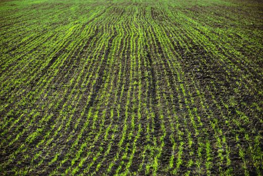 View to the country landscape with growing wheat