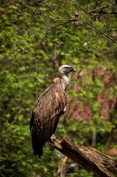 A griffon vulture in the enclosure on a branch