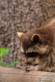 A raccoon is eating something outdoor