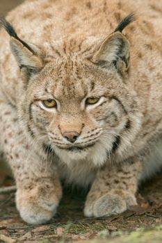 A big lynx is attentive outside in winter