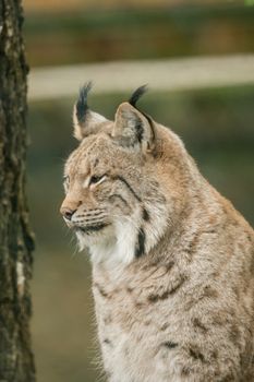 A big lynx is attentive outside in winter