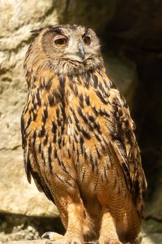 An eagle owl looks into the distance