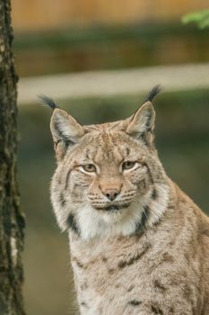 A big lynx is attentive outside in winter