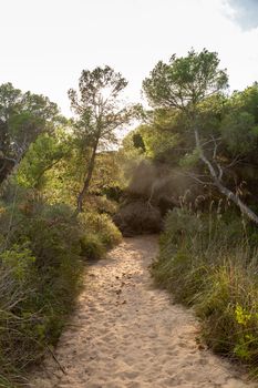 Wonderful dune landscape Cala Mesquida Mallorca Spain