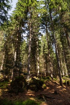 Impressions from the national park in Ludwigsthal Bavaria