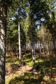 Impressions from the national park in Ludwigsthal Bavaria