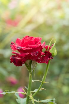 Roses in the garden, Roses are beautiful with a beautiful sunny day.