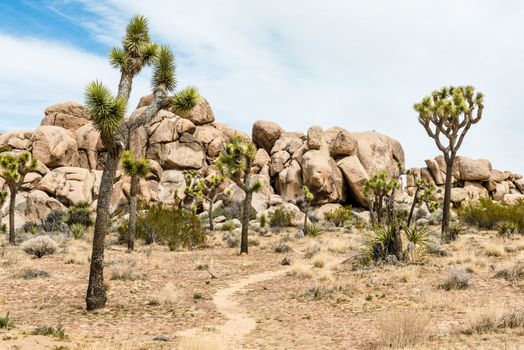 Trail through Joshua trees (Yucca brevifolia) among boulder pile in Joshua Tree National Park, California
