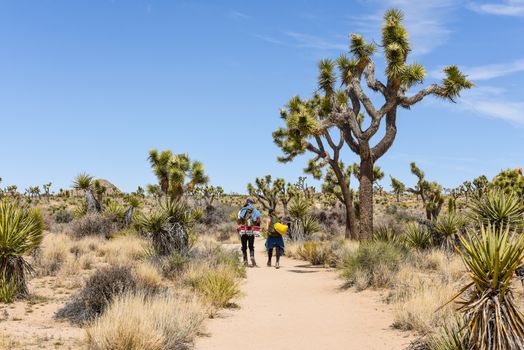 Hikers on Boy Scout Trail with Joshua trees (Yucca brevifolia) in Joshua Tree National Park, California