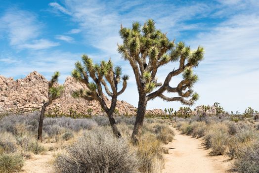 Joshua Tree National Park, California