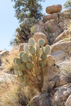 Opuntia chlorotica (dollarjoint pricklypear) cactus along Willow Hole Trail in Joshua Tree National Park, California