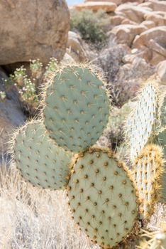 Opuntia chlorotica (dollarjoint pricklypear) cactus along Willow Hole Trail in Joshua Tree National Park, California