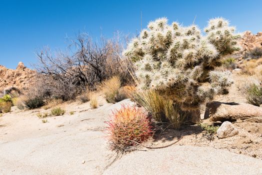 Cactus varieties in Joshua Tree National Park, California