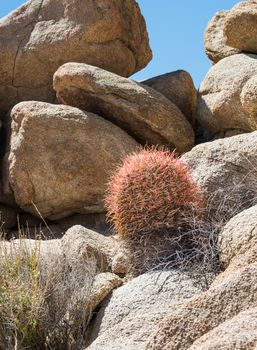 California barrel cactus (Ferocactus cylindraceus) in Joshua Tree National Park, California