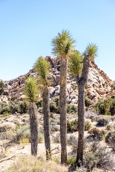 Joshua trees (Yucca brevifolia) in the Wonderland of Rocks area along Willow Hole Trail in Joshua Tree National Park, California