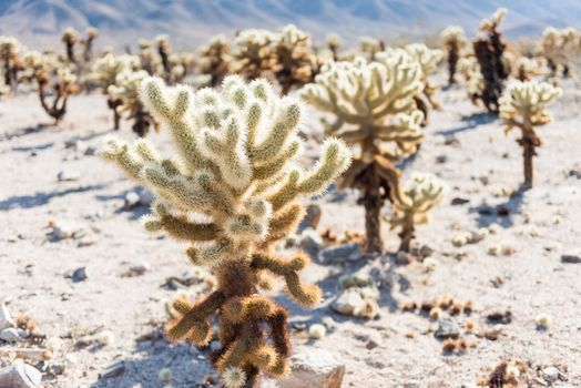 Cholla cactus (Cylindropuntia bigelovii) known as Teddy-bear cholla in the Cholla Cactus Garden in Joshua Tree National Park, California