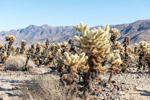 Cholla cactus (Cylindropuntia bigelovii) known as Teddy-bear cholla in the Cholla Cactus Garden in Joshua Tree National Park, California