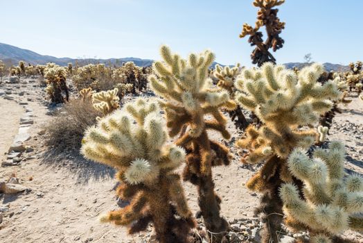 Cholla cactus (Cylindropuntia bigelovii) known as Teddy-bear cholla in the Cholla Cactus Garden in Joshua Tree National Park, California