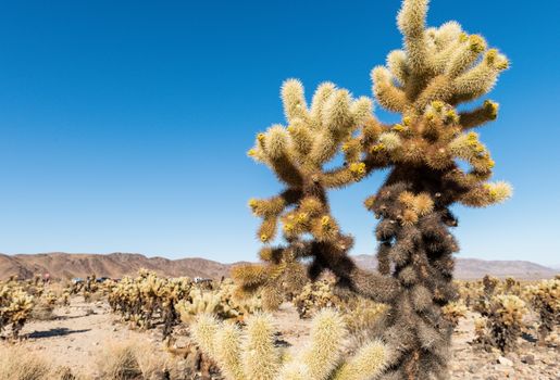 Cholla cactus (Cylindropuntia bigelovii) known as Teddy-bear cholla in the Cholla Cactus Garden in Joshua Tree National Park, California