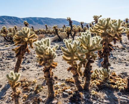 Cholla cactus (Cylindropuntia bigelovii) known as Teddy-bear cholla in the Cholla Cactus Garden in Joshua Tree National Park, California