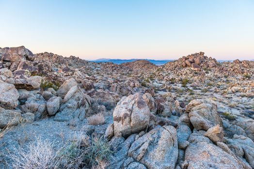 Dusk in the Porcupine Wash wilderness area in Joshua Tree National Park, California