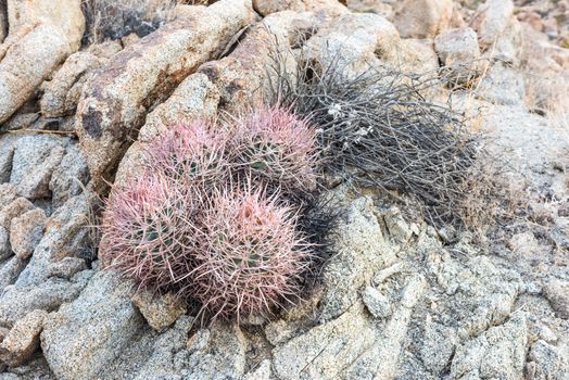 Echinocactus polycephalus (cottontop cactus) in Porcupine Wash wilderness area of Joshua Tree National Park, California